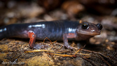 Plethodon shermani