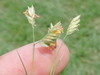 Buffalograss - Photo (c) Sam Kieschnick, some rights reserved (CC BY), uploaded by Sam Kieschnick