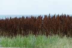 Rumex patientia orientalis