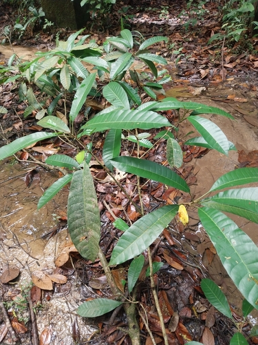 Gluta wallichii observed 2024-08-05
