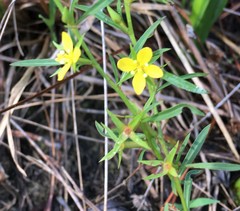 Ludwigia linifolia
