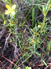 Ludwigia linifolia