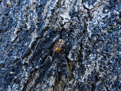 Cephalotes clypeatus