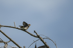 Tachycineta bicolor