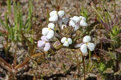 Triphysaria versicolor