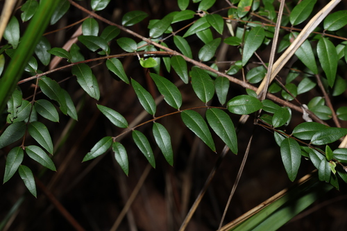 Image of Austromyrtus dulcis by (c) Greg Tasney, some rights reserved (CC BY-SA)