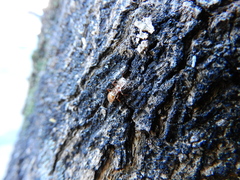 Cephalotes clypeatus
