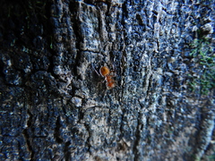 Cephalotes clypeatus