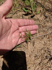 Phemeranthus rugospermus