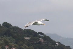 Larus michahellis