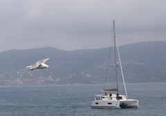 Larus michahellis