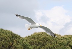 Larus michahellis