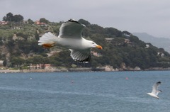Larus michahellis