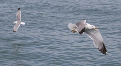 Larus michahellis