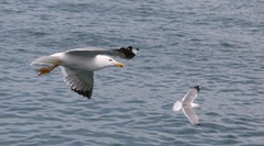 Larus michahellis