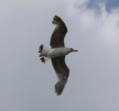 Larus michahellis