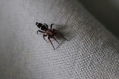 Poecilochroa