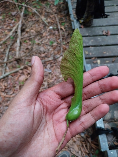 Heritiera simplicifolia observed 2024-07-29