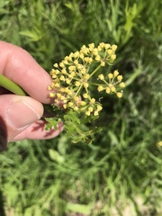 Polytaenia nuttallii