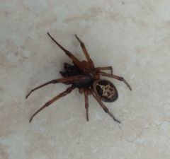 Steatoda nobilis