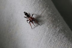 Poecilochroa