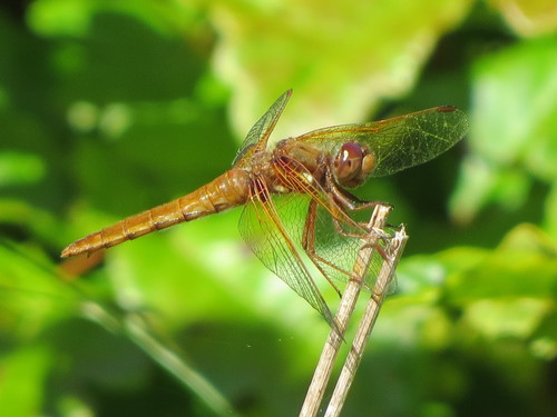 Cardinal Meadowhawk photo 3