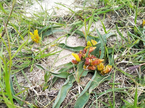 Image of Lachenalia reflexa by (c) De Waal Hugo, some rights reserved (CC BY)