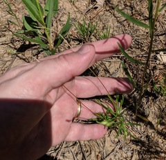 Phemeranthus rugospermus