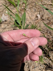 Phemeranthus rugospermus