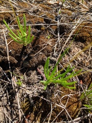 Phemeranthus rugospermus
