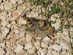 Prionotropis hystrix