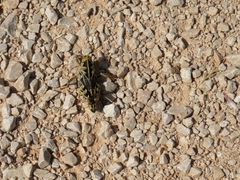 Prionotropis hystrix