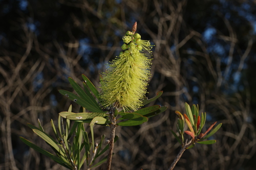 Image of Melaleuca pachyphylla by (c) Greg Tasney, some rights reserved (CC BY-SA)