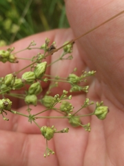 Aceria galiobia