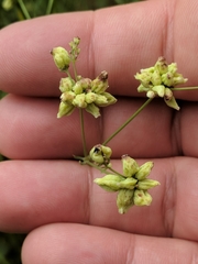 Aceria galiobia