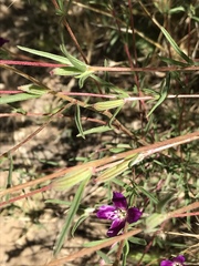Clarkia affinis