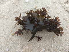 Chondrus crispus