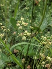 Aceria galiobia