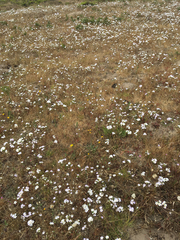 Leptosiphon grandiflorus