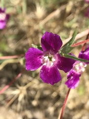 Clarkia affinis