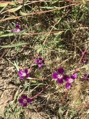 Clarkia affinis
