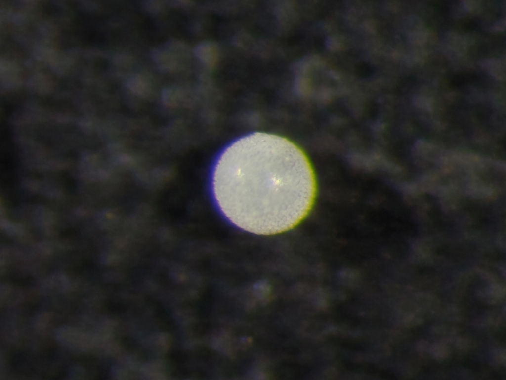 Orbulina universa