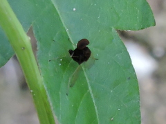 Chrysopilus basilaris