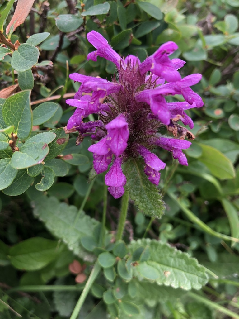 Betonica hirsuta (Betonica hirsuta)
