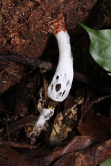 Staheliomyces cinctus