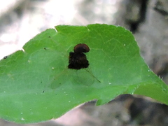 Chrysopilus basilaris