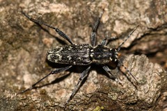Xylotrechus rusticus