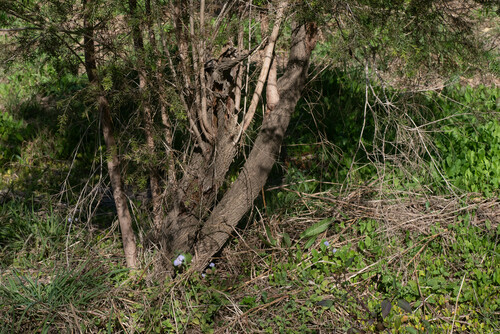 Image of Melaleuca bracteata by (c) Lewis, some rights reserved (CC BY-SA)