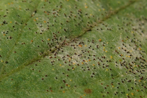 Erysiphe sambucina