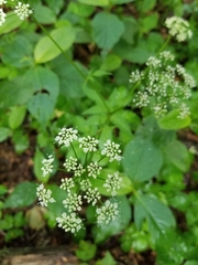 Aegopodium